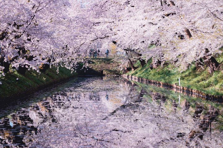 満開を数日過ぎたころから外濠の水面が花びらで覆い尽くされる「花筏」が見られる。Photo_ Getty Images