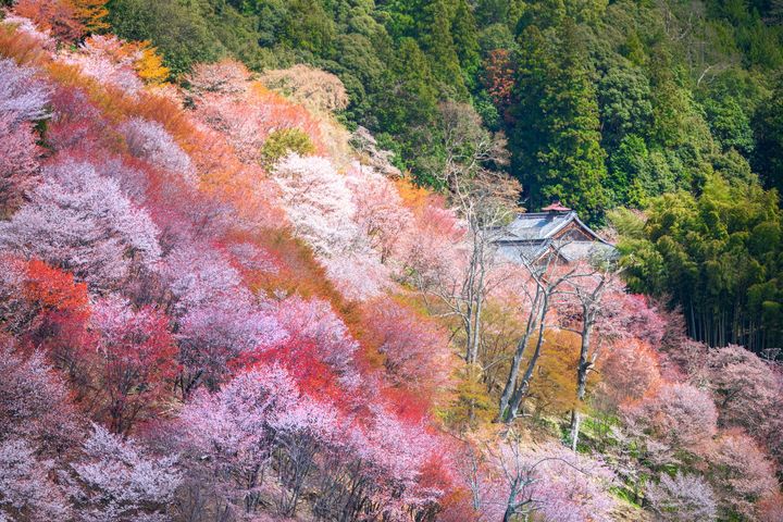 固有種のシロヤマザクラが中心。赤い葉をつけた後に花を咲かせる。Photo_ Getty Images