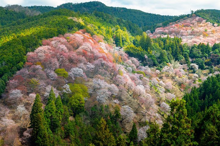 約3万本の桜が山を埋め尽くす「吉野千本桜」の絶景。Photo_ Getty Images