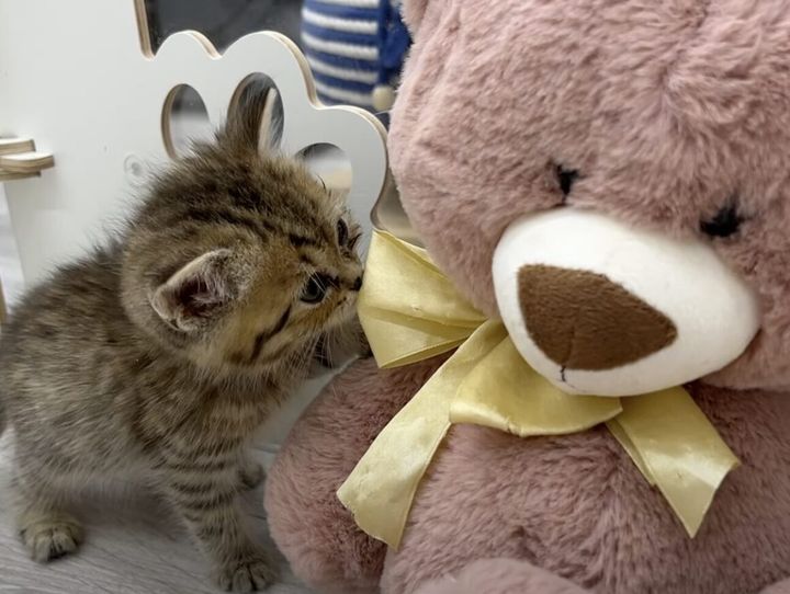 ふわふわのぬいぐるみと遊ぶ子猫さん リボンが気になって仕方が