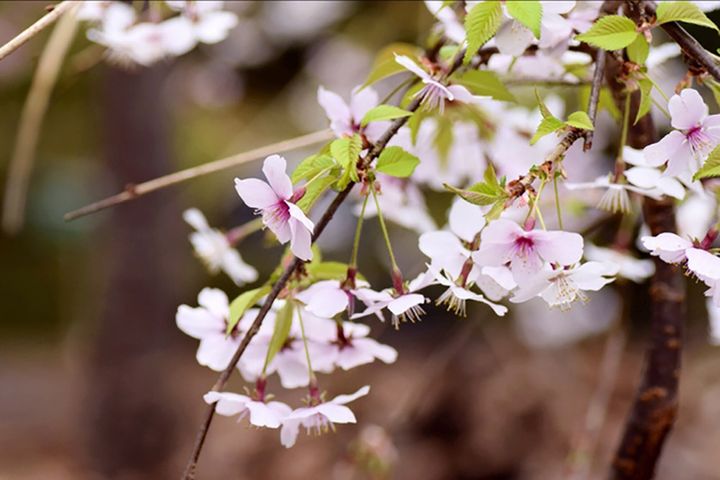 マメザクラ（豆桜）