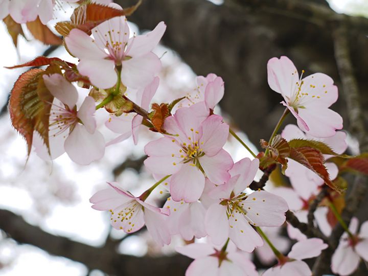 オオヤマザクラ（大山桜）
