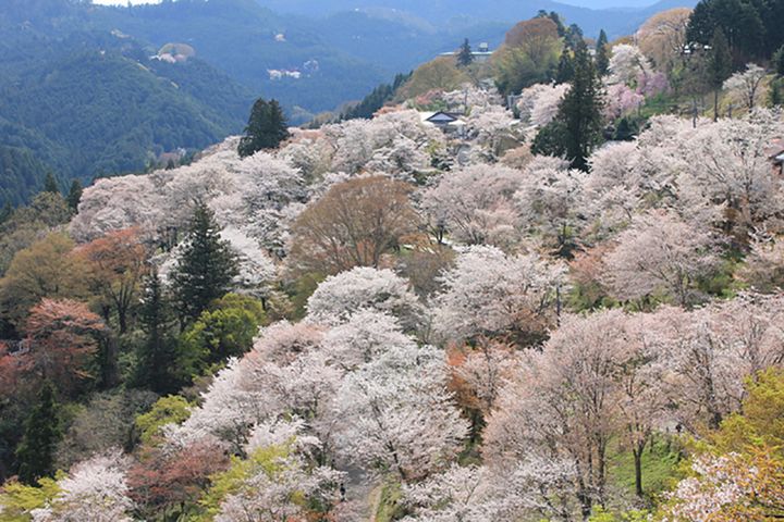 吉野山のサクラ