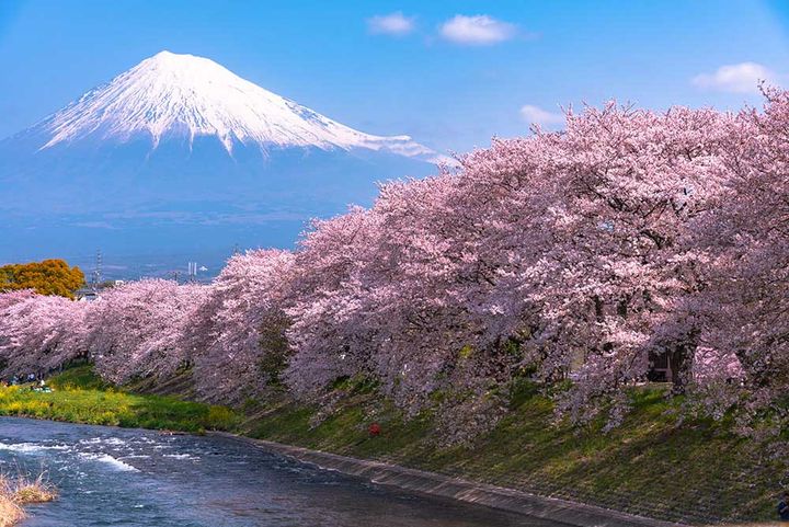 日本の桜