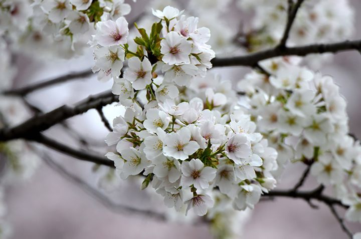 オオシマザクラ（大島桜）