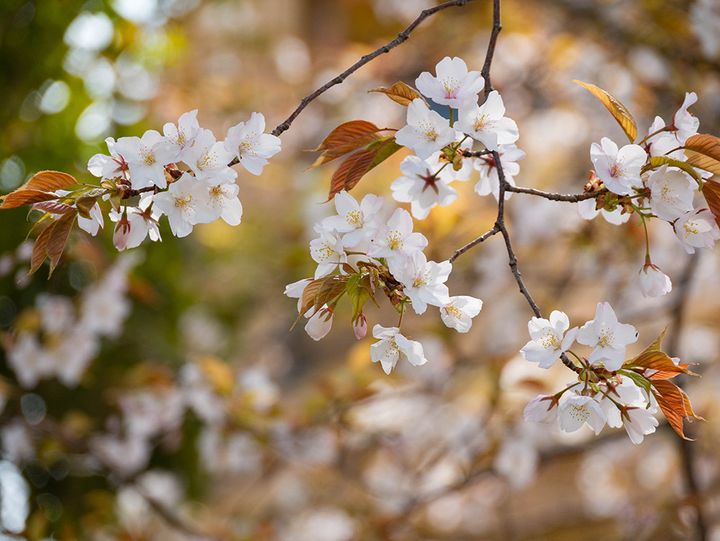 ヤマザクラ（山桜）