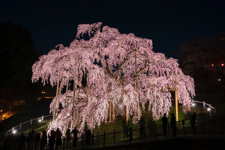 福島県郡山市三春町の「三春滝桜」