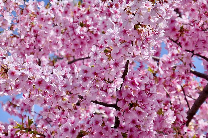 カワヅザクラ（河津桜）