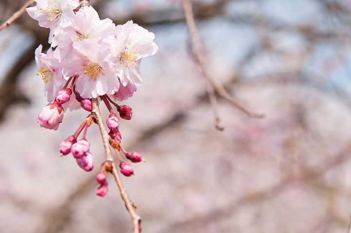 エドヒガンザクラ（江戸彼岸桜）