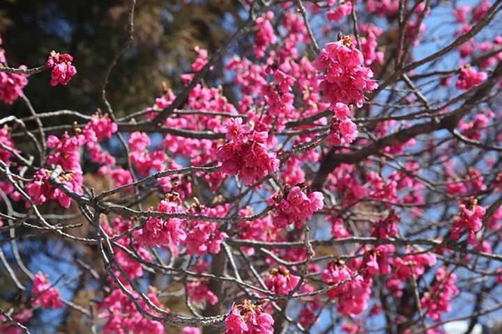 カンヒザクラ（寒緋桜）