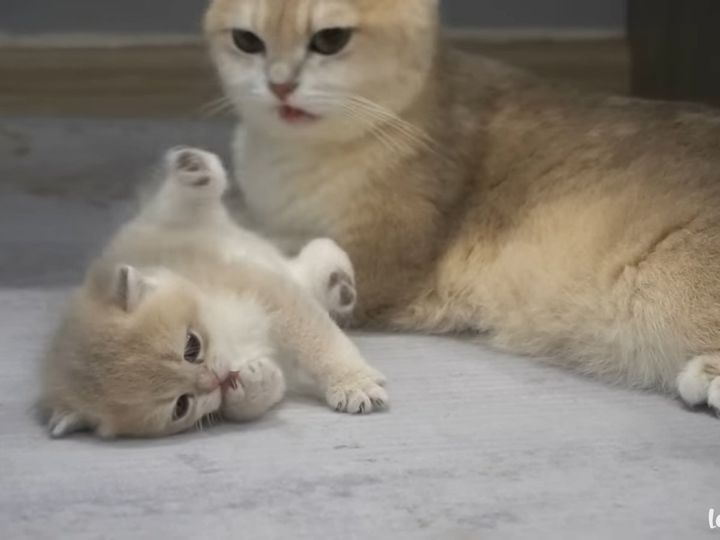 猫パンチで先制攻撃！？