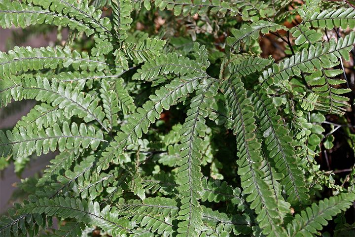 Adiantum