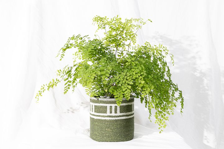 Adiantum
