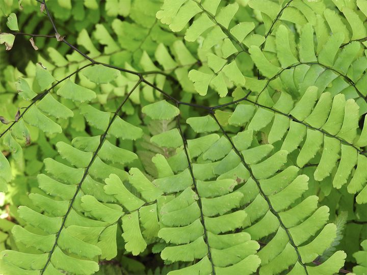 Adiantum