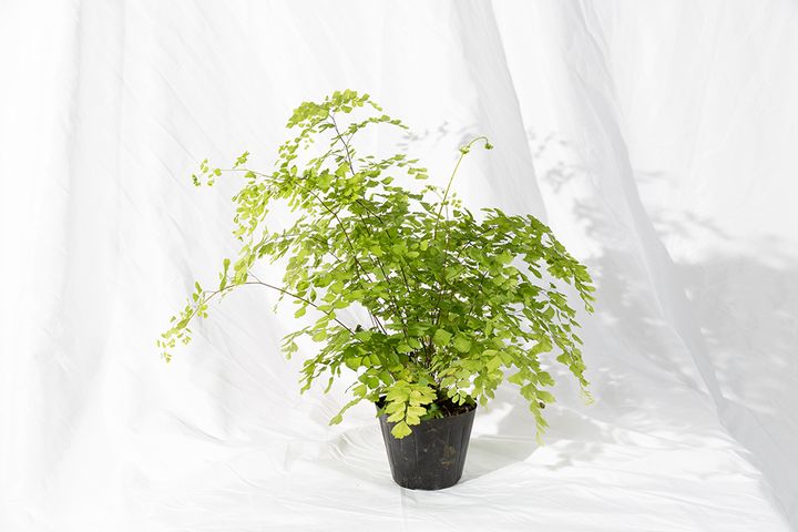 Adiantum