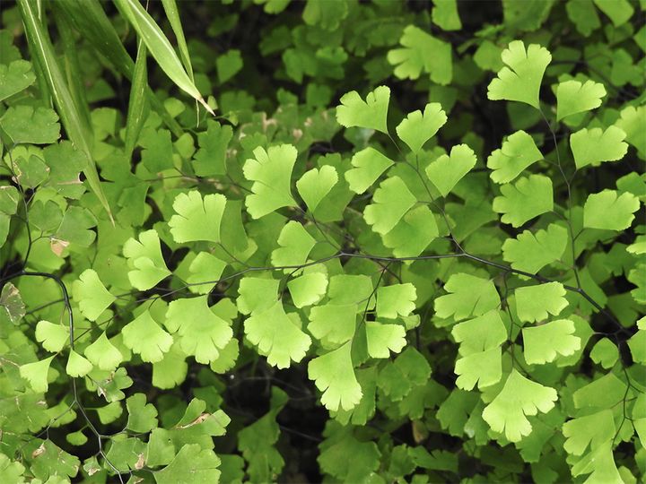 Adiantum