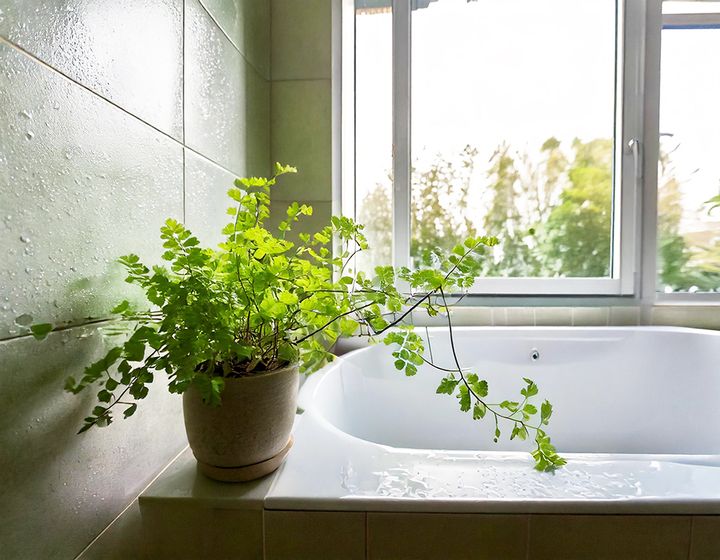 Adiantum at bathroom