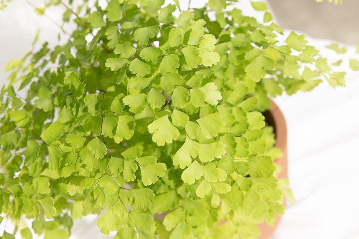 Adiantum