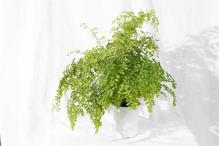 Adiantum