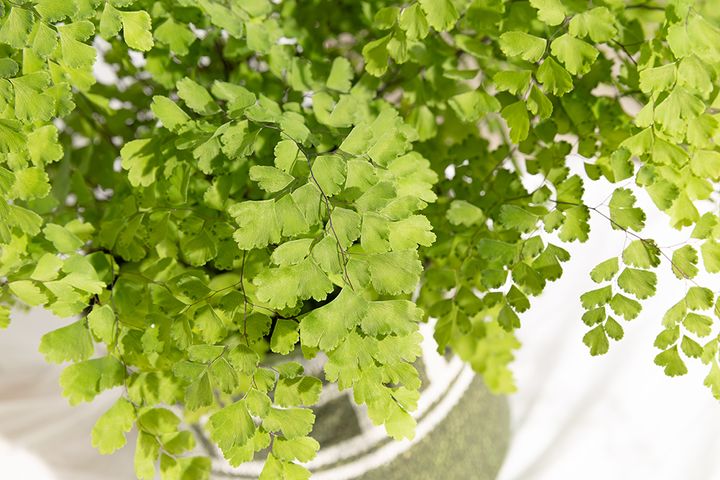 Adiantum