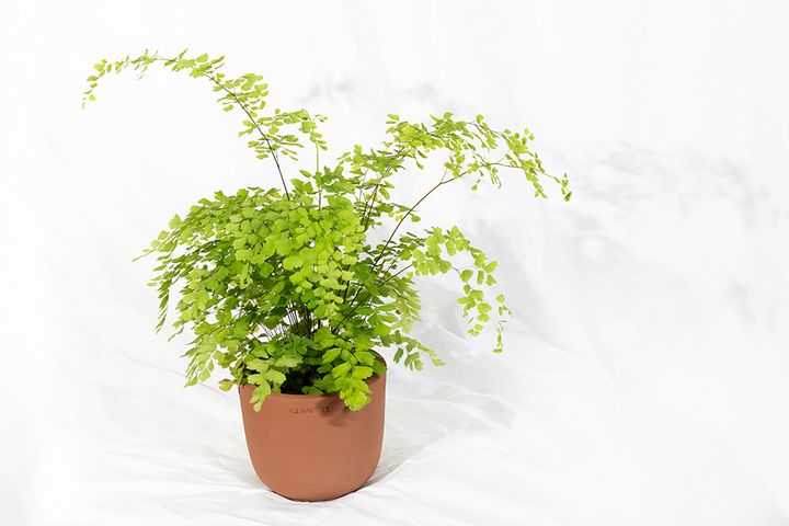 Adiantum