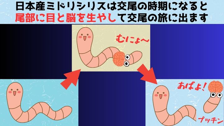 交尾の時期になると目と脳を生やして泳ぎ去る尻尾の秘密を解明
