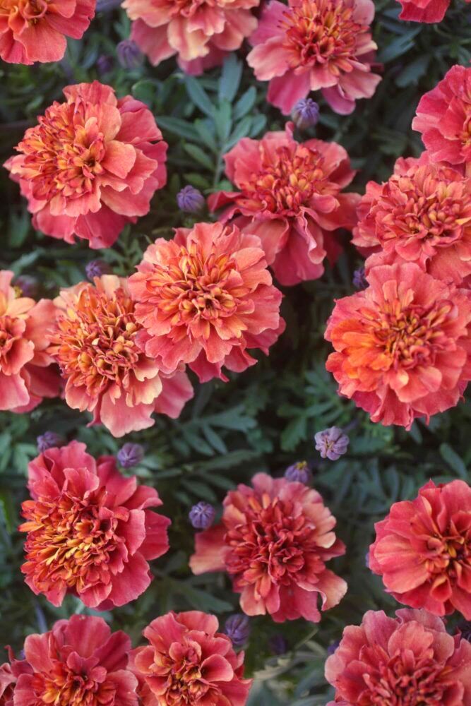 マリーゴールド‘ストロベリーブロンド’