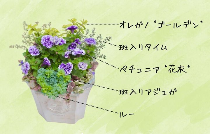 寄せ植えレシピ