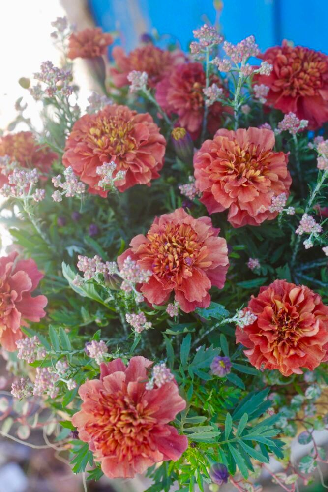 寄せ植えのコツ