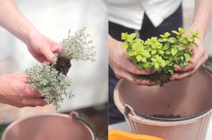 寄せ植えのコツ