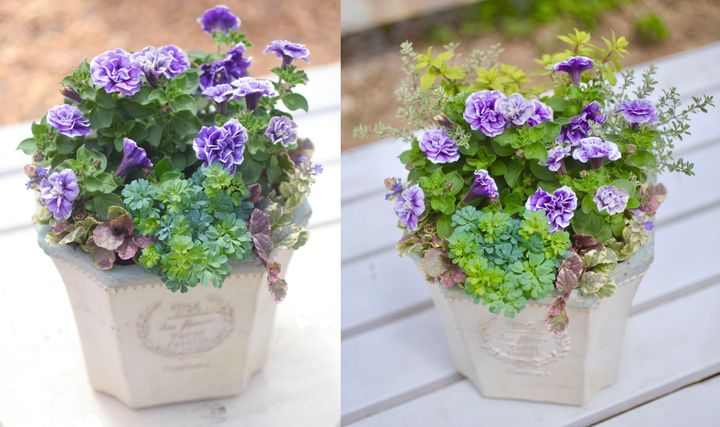 ペチュニア‘花衣’の寄せ植え