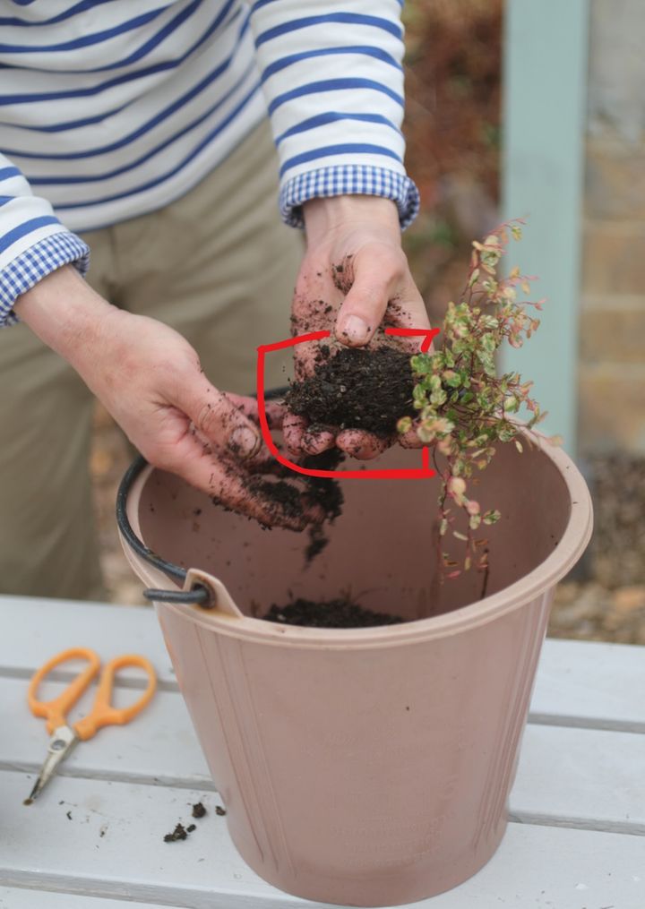 寄せ植えのコツ