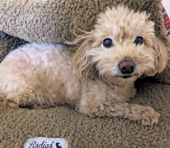 子どもたちが生まれる前から一緒に住んでいる愛犬ノアちゃん