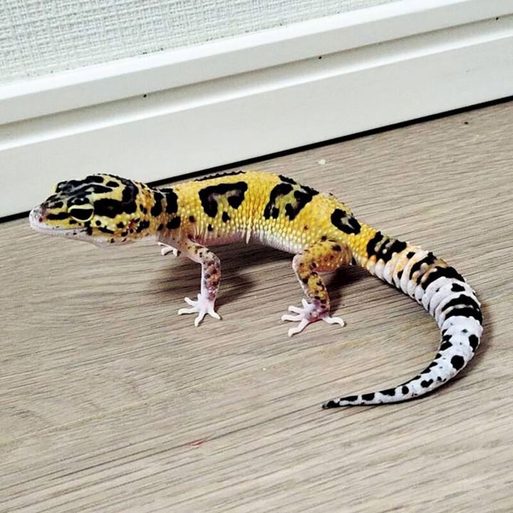 ペットのトカゲ
