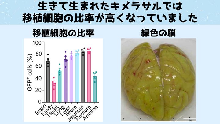 キメラサルは高いレベルで移植細胞を含んでいました