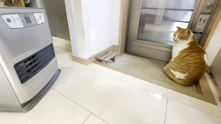 家の中に入れてもらった庭猫