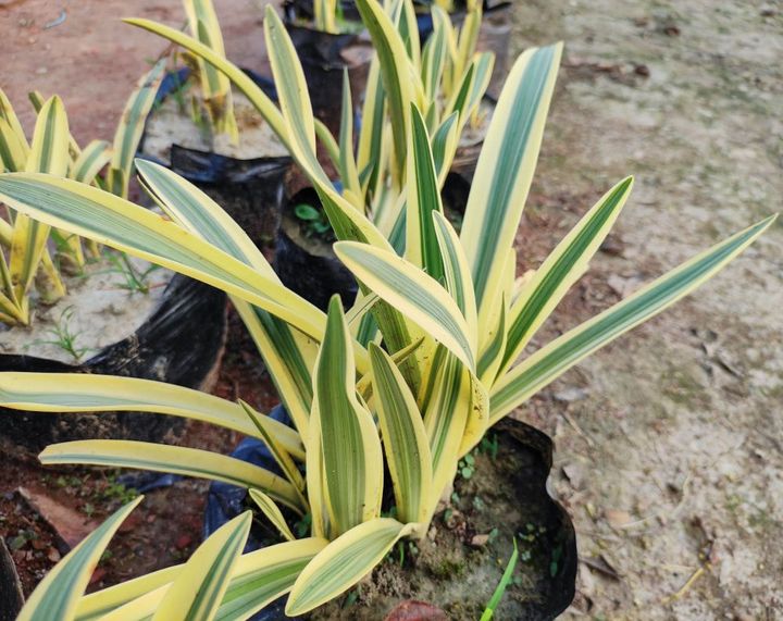 斑入りのクンシラン