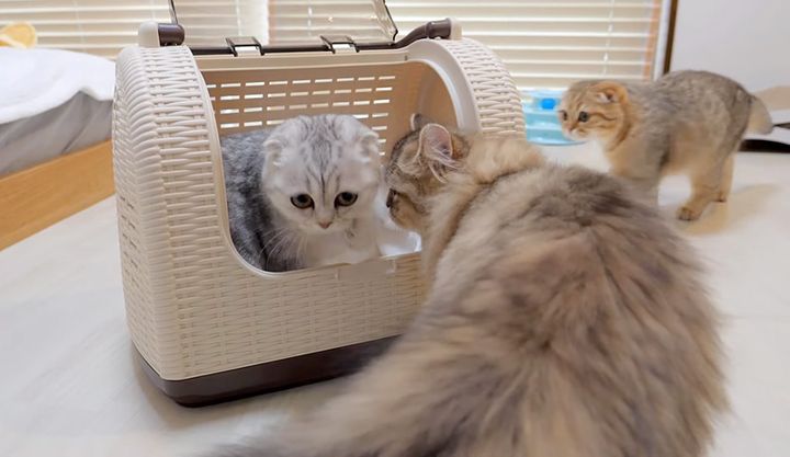 姉妹を心配する子猫