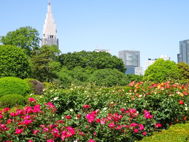 高層ビルに囲まれた都会のオアシス「新宿御苑」で春を満喫♪