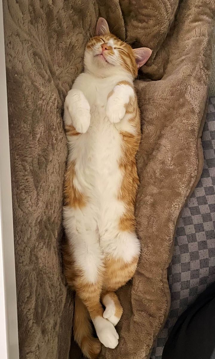 こたつ布団の上で眠る茶白猫のコテチくん