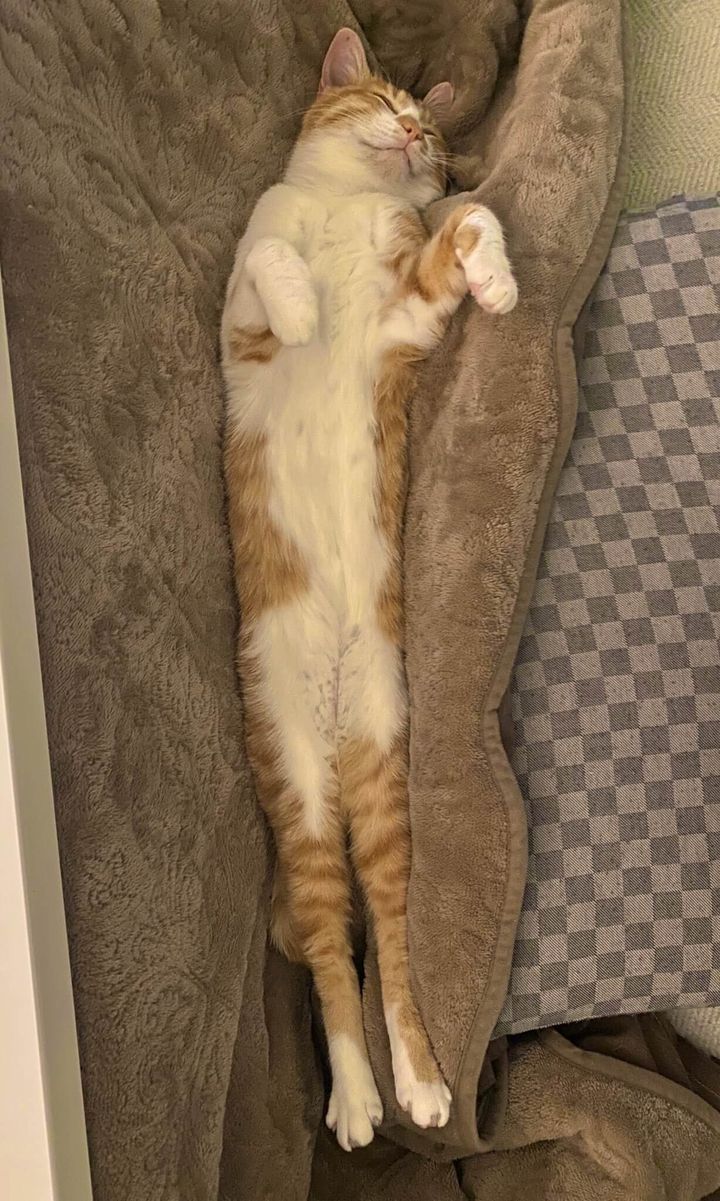 膝の上から下ろされても気づかずに寝続ける茶白猫のコテチくん