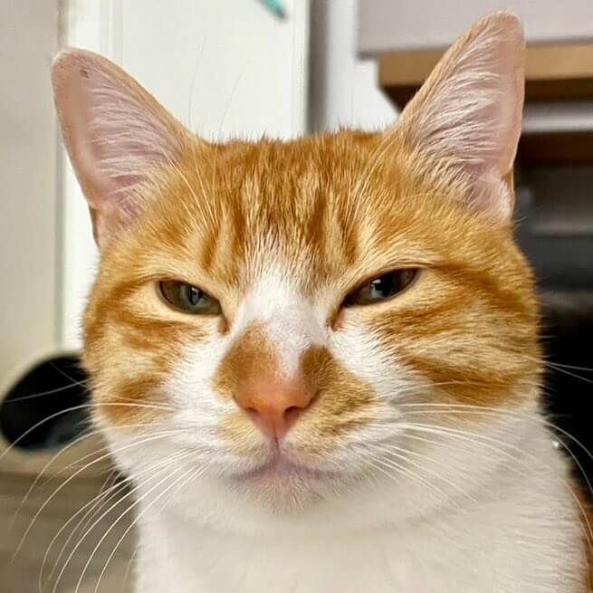 茶白猫のコテチくん