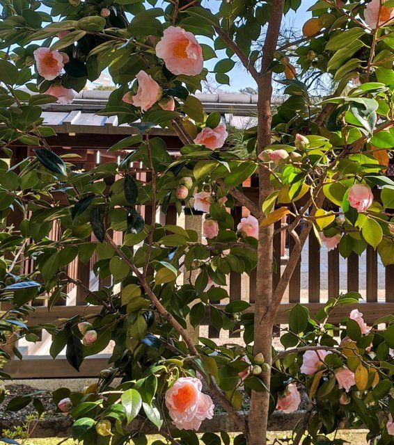 曙（あけぼの）