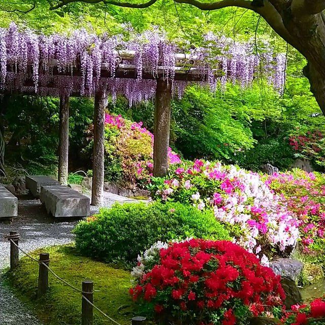 ツツジと藤の花の共演「室町の庭」