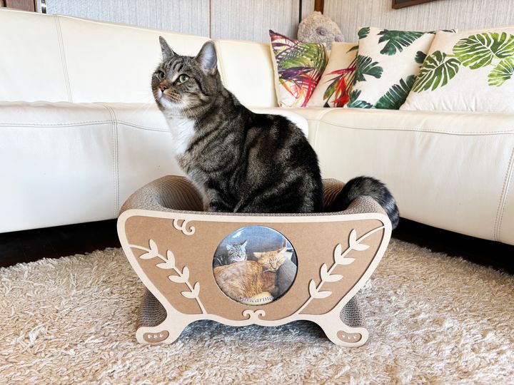 世界一かわいい猫の写真でカスタム、この世に一つの爪とぎベッドに