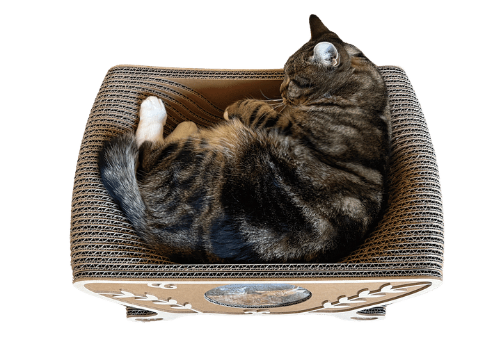 世界一かわいい猫の写真でカスタム、この世に一つの爪とぎベッドに