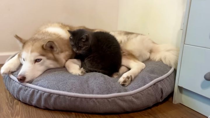 あたしのベッドに寝ててもいいよ、だってあなたがあたしのベッド