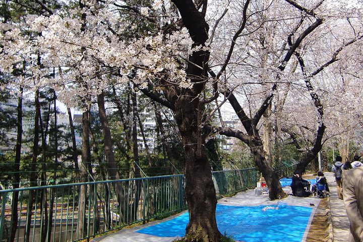 警視庁がお花見ライフハックを紹介