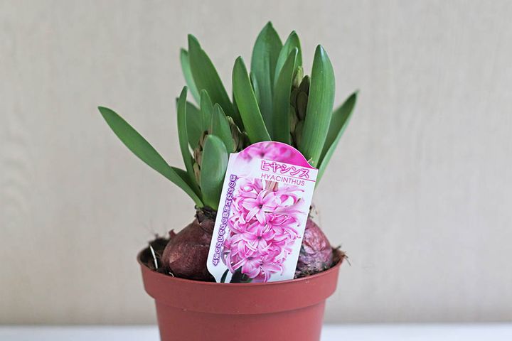 ヒヤシンス
