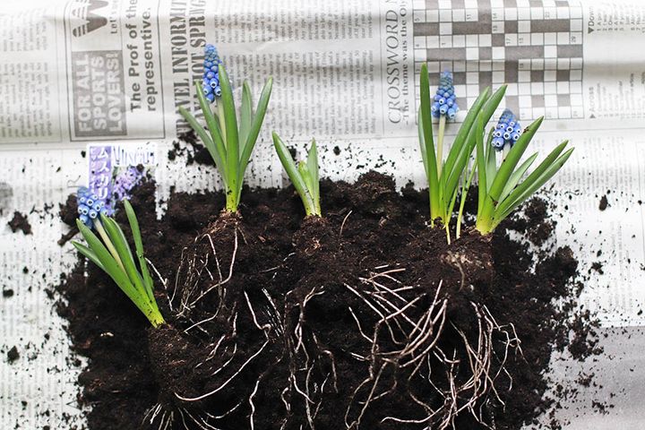 ムスカリの芽出し球根